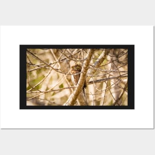 Pygmy Owl Perched in a Tree Posters and Art